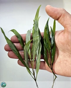 Hygrophila corymbosa Thailand – 3 talee 10 cm – piante vive per acquario - Foto 1 di 2