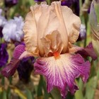 IRIS germanica 'Rose de Perse' - Hardy Perennial Plant - ex 9cm (P9) Pot