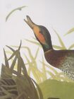 Mallard Duck 57 Audubon Płyta dla ptaków Druk Obraz Plakat Sztuka