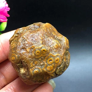 55g Bonsai Suiseki-Natural Gobi Agate Eyes Stone-Rare Stunning Viewing-PT19 - Picture 1 of 24