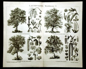 1894.Xyldruck:WALDBÄUME:HARTHÖLZER.Laubhölzer:WaldhäumeTav I 2 3 - Bild 1 von 3