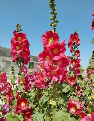 Red Hollyhock seeds (75) perennial - Image 1 of 4