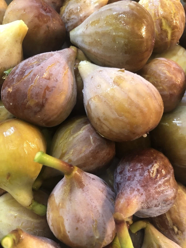 5 Celeste Fig Tree Cuttings, Totally Unique Berry Flavor Profile, Early Producer - Image 1 of 4