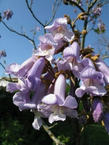 Paulownia tomentosa [syn. imperalis] (Foxglove/Princess) - 50 seeds - Image 1 of 1