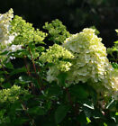 Rispenhortensie Little Lime® 60-80cm - Hydrangea paniculata