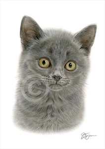YOUNG KITTEN colour pencil drawing print | 2 sizes signed by artist cat artwork - Picture 1 of 1