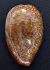 Caputserpentis juvénile 26,5 mm