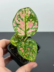 Aglaonema Lady Valentine - Picture 1 of 3