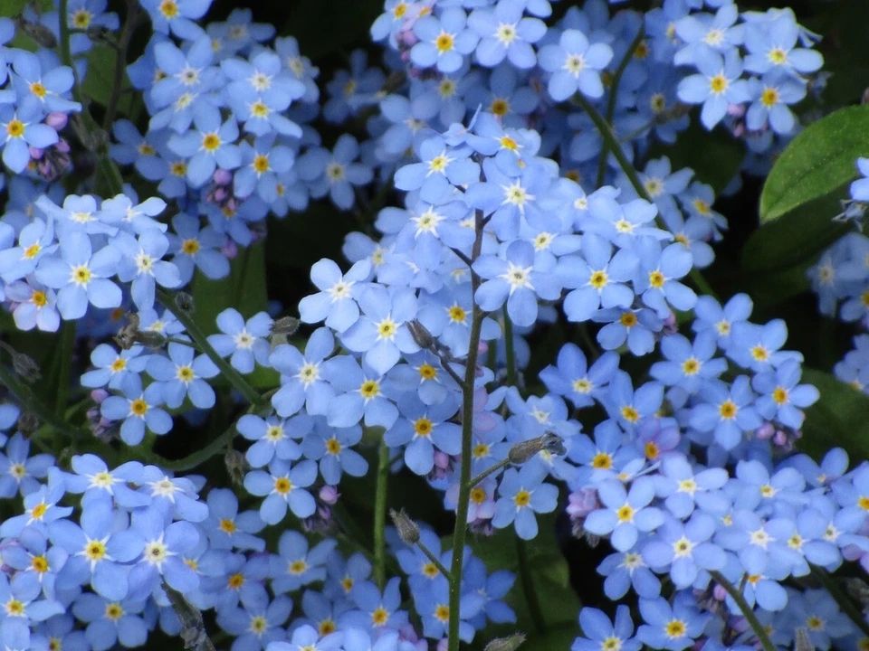 1000 semi Alpi Non ti scordar di me Myosotis alpestris giardino balcone fiori  - Immagine 1 di 1