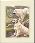 PYRENEAN MOUNTAIN DOG DOGS GUARDING FLOCK LOVELY PRINT MOUNTED READY TO FRAME