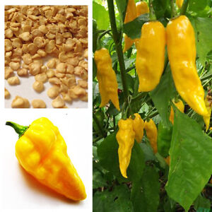 Hot Chilli Habanero Devils Tongue Yellow chilli seeds, Buy 2 Get 15% Discount