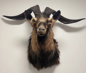 Taxidermy Catalina goat Ram Shoulder mount Year 1965 Beautiful Piece RARE - Picture 1 of 7