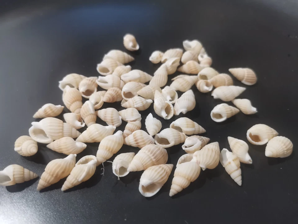 300pcs Natural Sea Shell Beads Craft Beige Assorted 9mm - 12mm UNDRILLED NO HOLE - Image 1 of 1