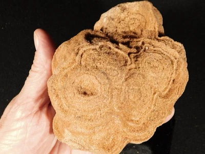 ¡Grande! Fósil ESTROMATOLITO de 600 millones de años 100% natural Marruecos 1022gr Foto 1 de 4