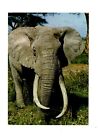 Ak Ansichtskarte Tierpostkarte  Elefant
