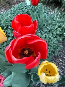 Digital Image Picture Wallpaper Background Desktop Spring Flower! Only 0.99 Cent - Photo 1 sur 6