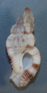 MUREX TRIQUETER 64.46mm SUPER CHOICE RARE XXL SPECIMEN Guadalcanal, Solomons - Picture 1 of 2