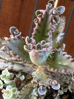 Kalanchoe Houghtonii Mother of Millions Plants - Image 1 of 4