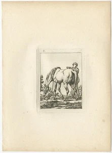Pl. 7 Antique Horse Etching by Swébach (c.1820) - Picture 1 of 1