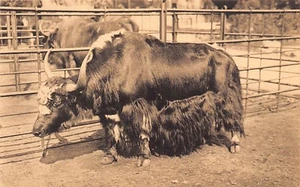 Tibet - Tibetan yak in the Antwerp Zoological Garden (Belgium) - Picture 1 of 2
