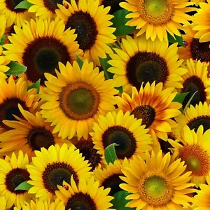 Stoff Blumen Sonnenblumen voll ELIZABETH STUDIOS Baumwolle 1/4 Yard 487-YLW - Bild 1 von 7