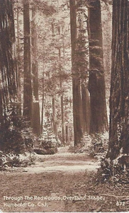 Condado de Humboldt, California CA ~ A través de las secuoyas, Overland Stage postal - Imagen 1 de 2