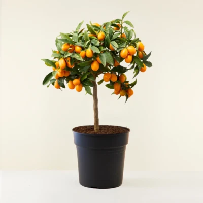 VIVAIO DI CASTELLETTO Kumquat "Fortunella margarita" mandarino cinese pianta innestata in vaso ø22 cm