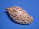 Harpulina lapponica Linnaeus, 1767 "DEEP WATER"  (81.6mm)