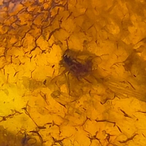Insect fossil in Amber trapped bug inclusion natural polished gemstone 17.5ct - Foto 1 di 7