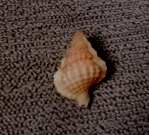 Gyrineum roseum 11.5 mm GEM  Nice pinkish tiny collection !!! - Picture 1 of 8