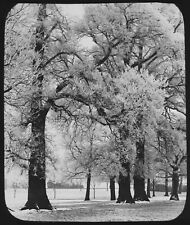 Magic Lantern Slide SNOW & FROST COVERED TREES C1890 PHOTO VICTORIAN STUDY 