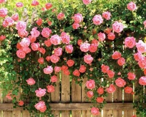 1 paquete de 100 coloridas semillas multiflora rosa rosas trepadoras flores de jardín Changmi - Imagen 1 de 12