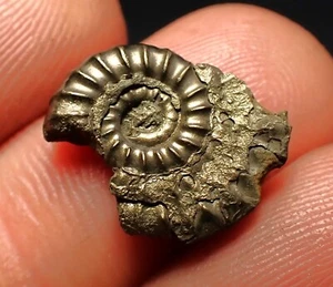 Pyrite ammonite fossil Promicroceras (17mm) Charmouth Jurassic Coast Fossils UK - Picture 1 of 4