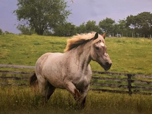 Gentle Giants - Draft Horse Rescue - 2021 Wall Calendar - Looks Complete - Picture 1 of 7