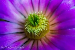 Macro photograph purple flower, botanical print, purple thorn flower - Picture 1 of 5