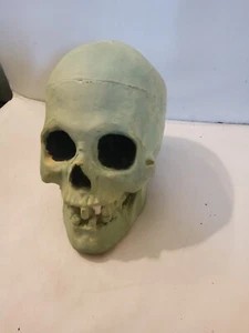 Cráneo humano sintético anatómico educación dental de colección 1960 - Imagen 1 de 8
