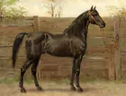 Wall art Horse oil painting HD Giclee Printed on canvas for living room L2777