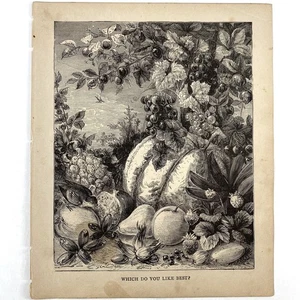 Antik 1879 Gravur Vogel Füllhorn alt 1800’er Kunstdruck Who Do You Like Best - Bild 1 von 3