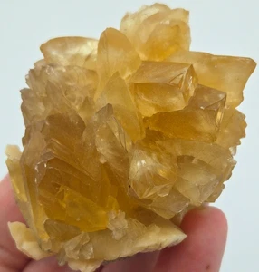 +++ CALCITE IN FOSSILIZED CLAM SHELL RUCK'S PIT, FT. DRUM, FLORIDA +++ - Picture 1 of 8