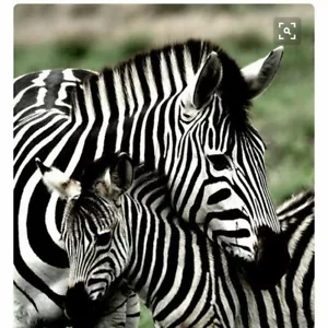 DIY , NEEDLEPOINT Canvas 14 or 18 count_ black & white zebras - Picture 1 of 1