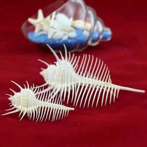 2 pezzi conchiglia Murex Pecten conchiglia corallo mare lumaca pesce serbatoio ornamento decorazione casa regalo - Foto 1 di 21