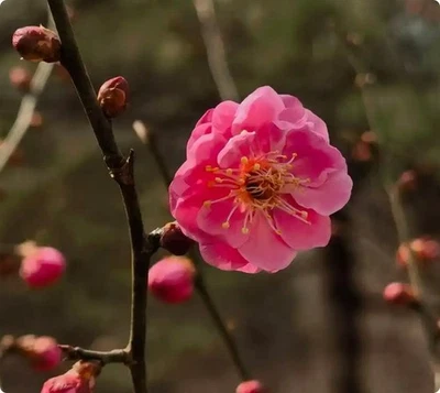 Japanese Plum bossom Bonsai Tree GongfenTaige 宫粉台阁梅提根老桩10Years - Image 1 of 4