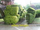 Photo 6x4 Interesting hedge bordering the tennis courts opposite Admiralt c2008