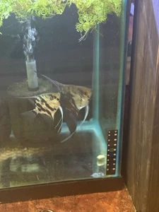 Proven Breeding Pair AngelFish - Leopard - Picture 1 of 4