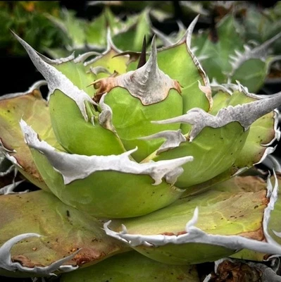 Agave titanota cloneRare succulent plant - Image 1 of 3