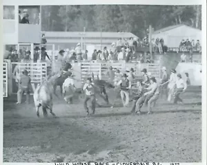 Wild Horse Race 8x10 s/w 1977 Rodeo Photo, Cloverdale - Bild 1 von 2