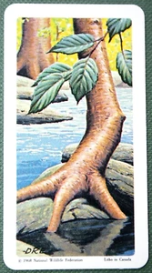 YELLOW BIRCH TREE Detail Features Vintage 1968 Illustrated Flora Card - Picture 1 of 2