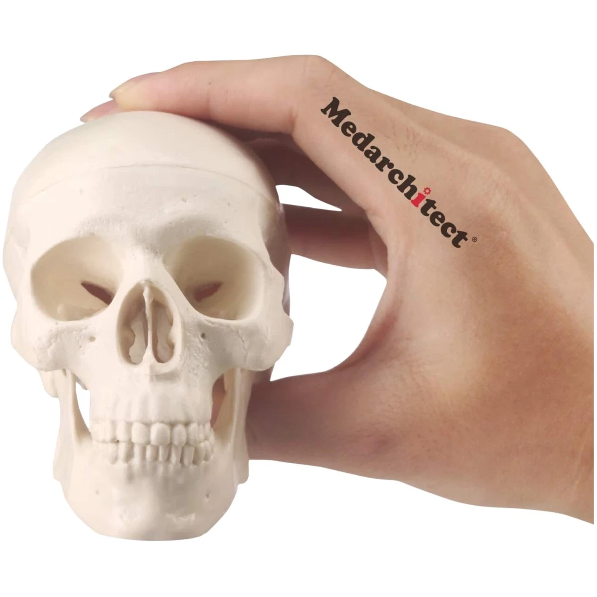 Mini Schädel Modell Aus PVC – 3-teilig, Handgroß | Anatomie-Lernmodell & Coole Dekoration Für Halloween