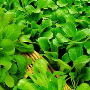Feldsalat Salat Verte de Cambrai ertragreich wohlschmeckend 700 Samen Nr.178