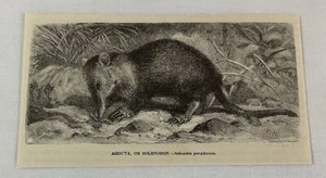 1885 book engraving ~ AGOUTA or Solenodon - Picture 1 of 1